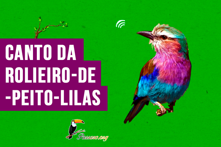 canto da rolieiro-de-peito-lilas