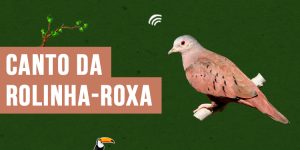 canto da rolinha-roxa