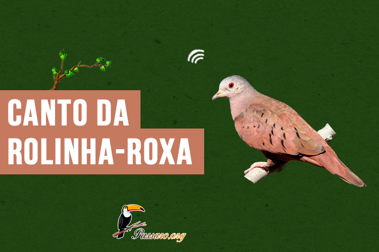 canto da rolinha-roxa