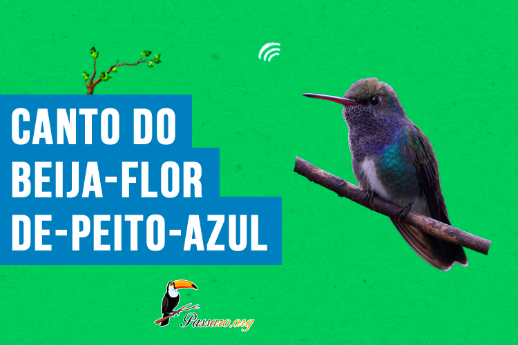 canto do Beija-flor-de-peito-azul