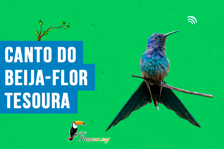 Canto do beija-flor-tesoura