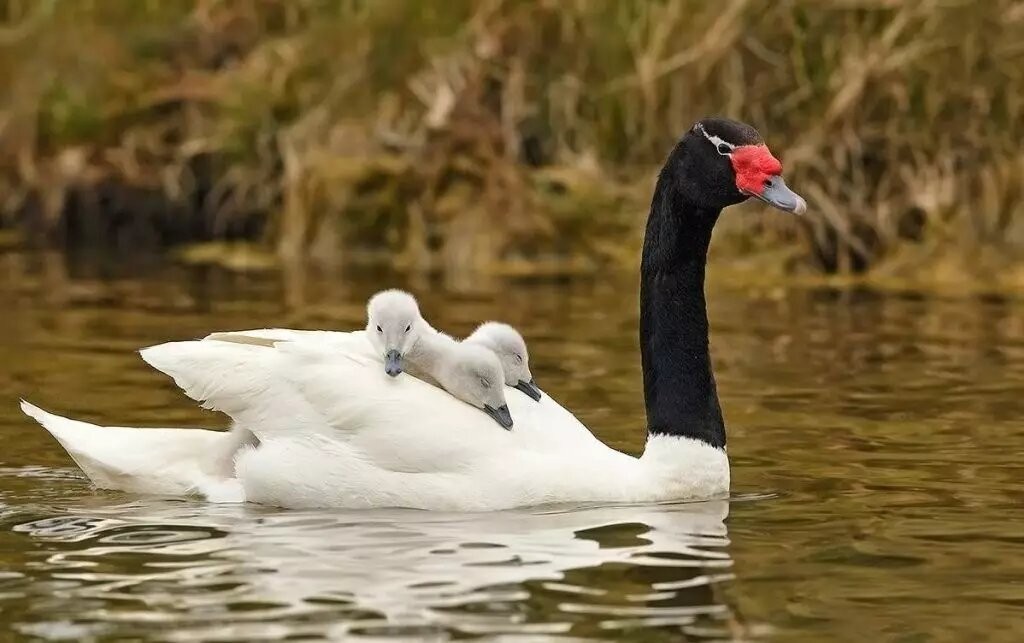 canto do cisne-de-pescoço-preto