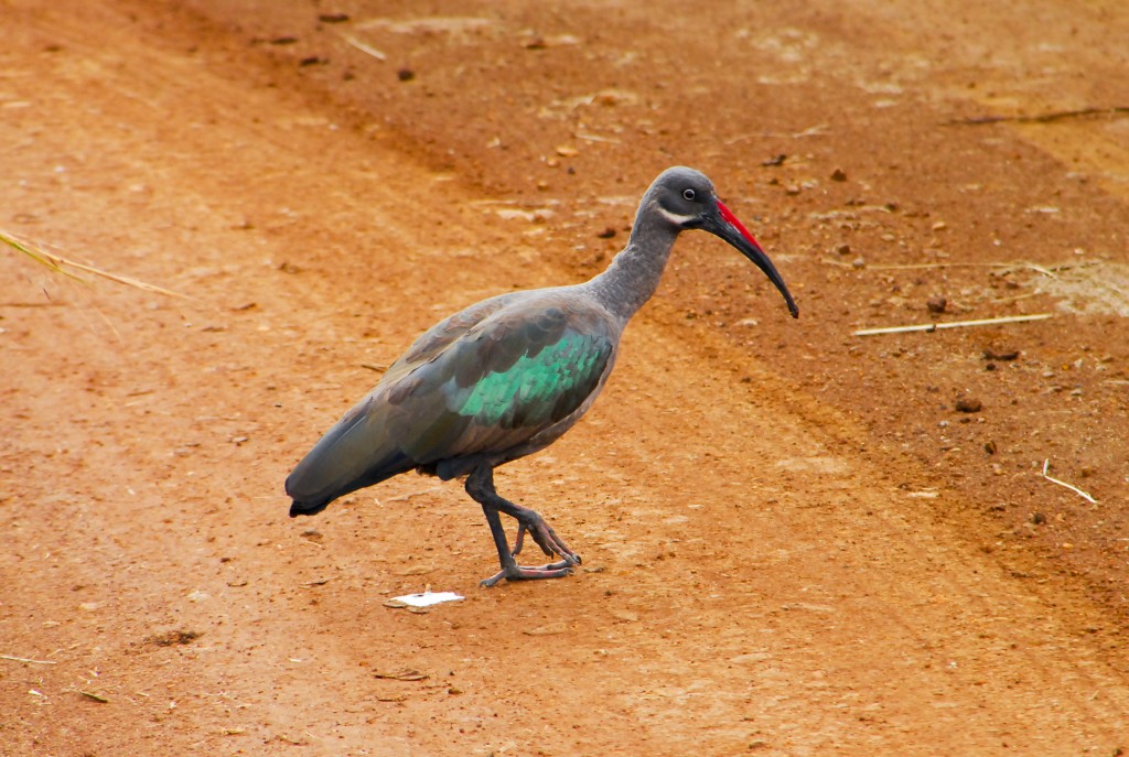canto do ibis verde-oliva