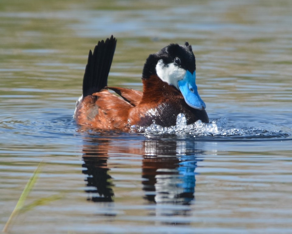 canto do pato-de-rabo-alcado-americano