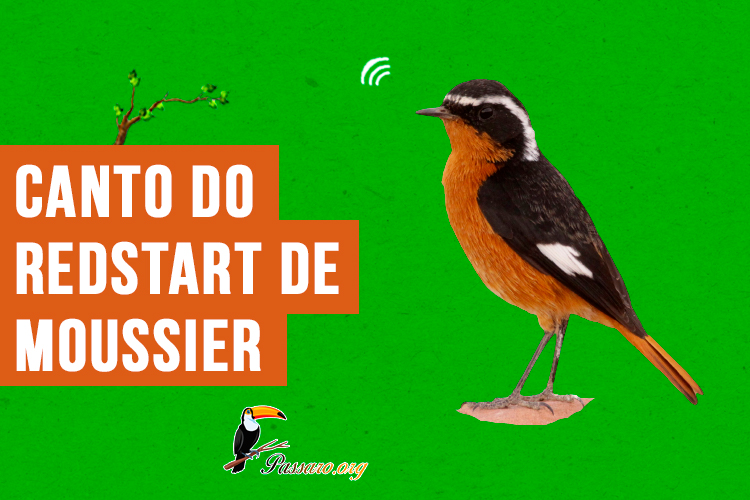 canto do redstart de moussier