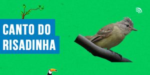 Canto do risadinha