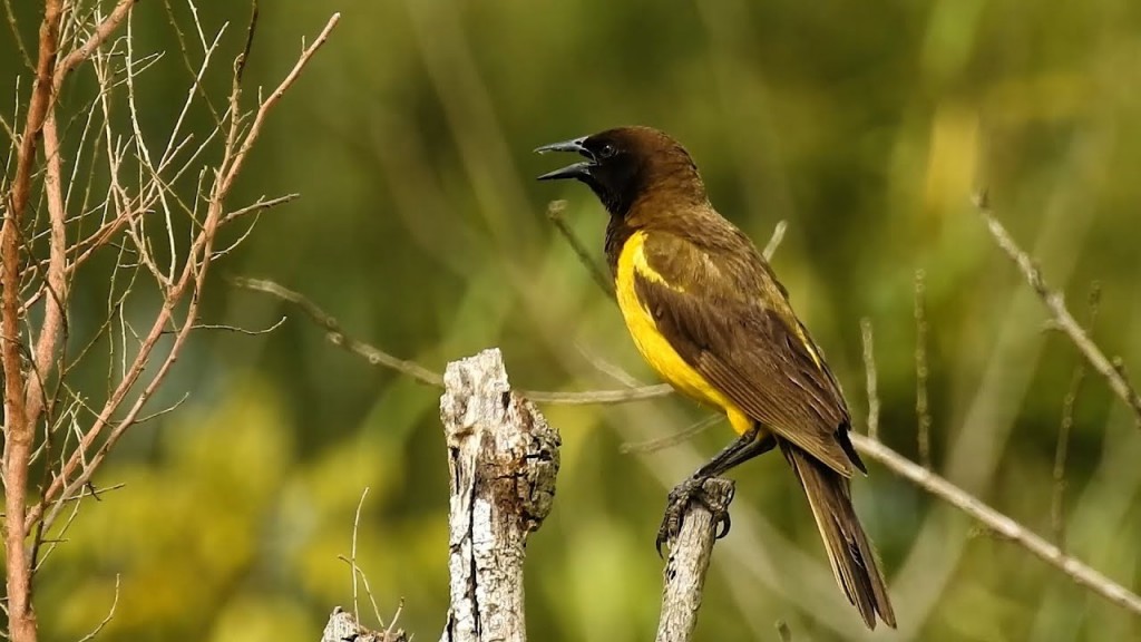 canto do sabia de peito amarelo