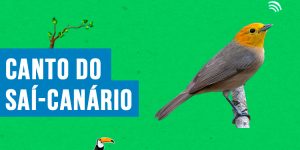 canto do sai-canario