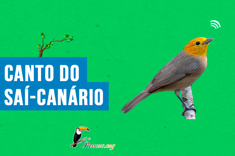 canto do sai-canario