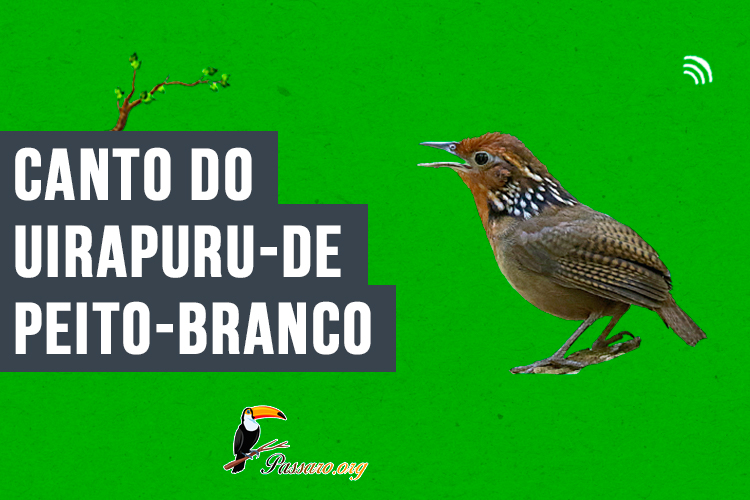 canto do uirapuru-de-peito-branco