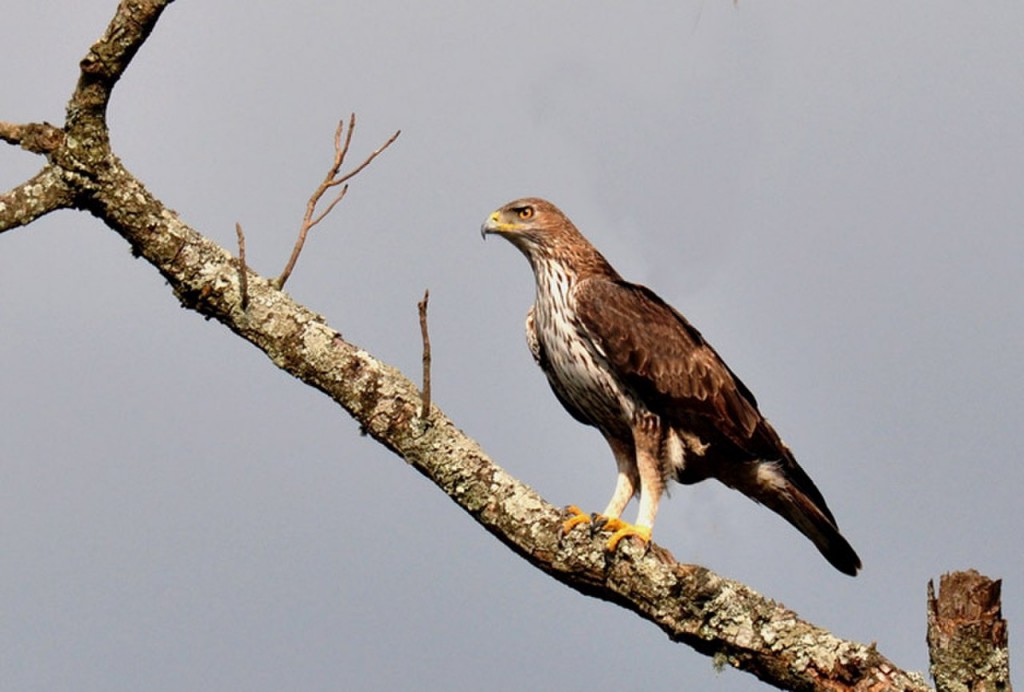 característica da aguia de bonelli