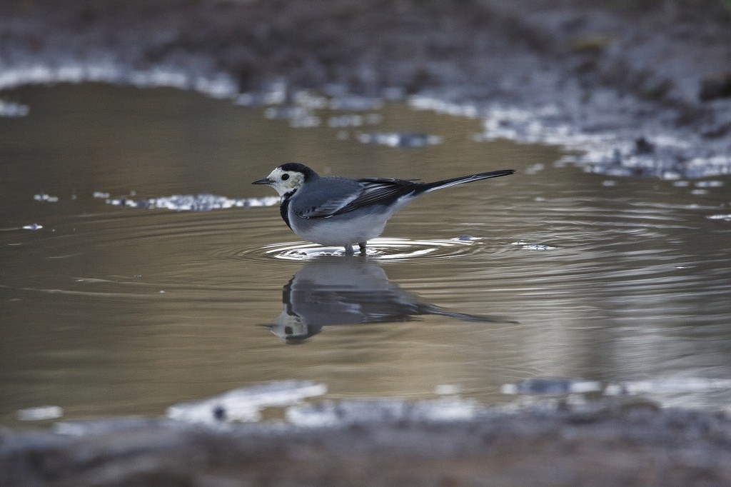 caracteristicas da alveola branca