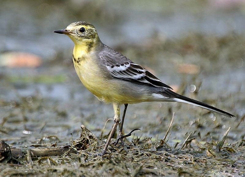 caracteristicas da alveola- citrina 