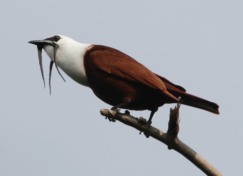 características da araponga do nicaragua