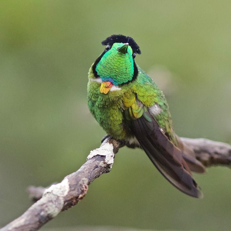 caracteristicas da beija-flor -de-gravata