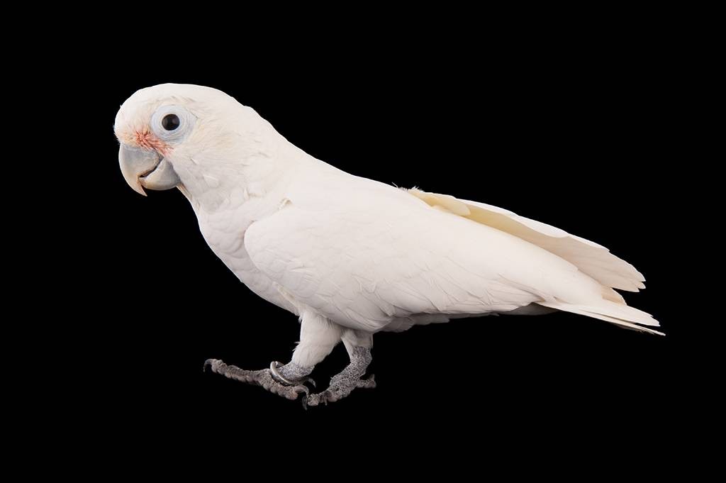 caracteristicas da cacatua-de-goffin