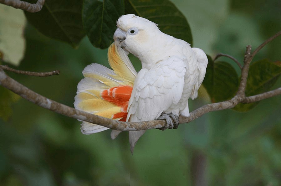 caracteristicas da cacatua de ventre vermelho