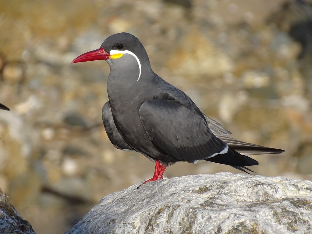 características da gaivota inca