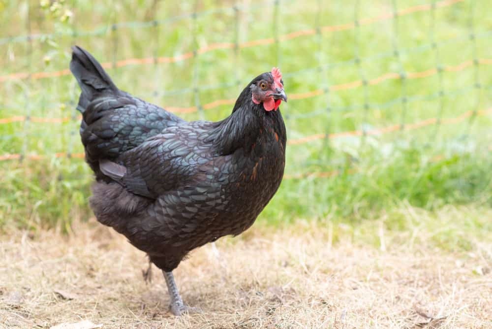 caracteristicas da galinha australorp