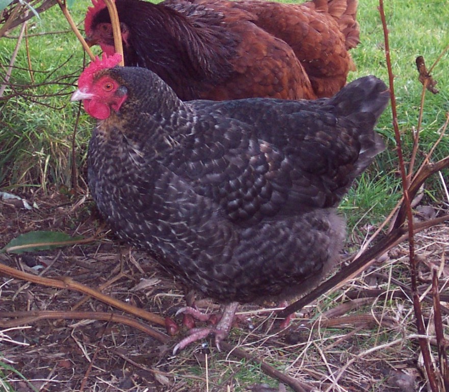 características da galinha marans