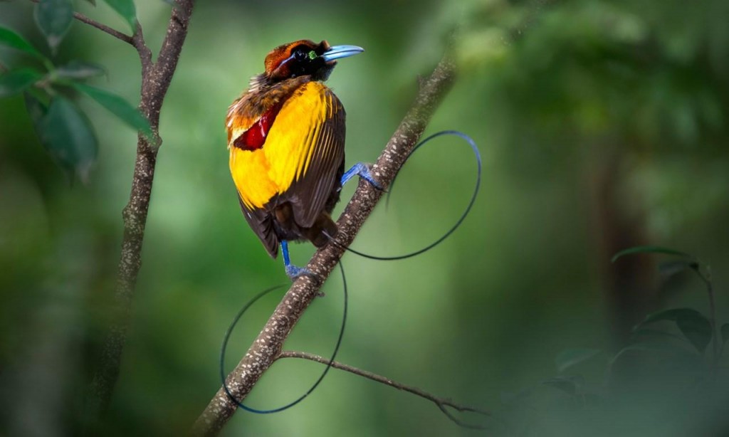 caracteristicas da magnifica ave-do-paraiso