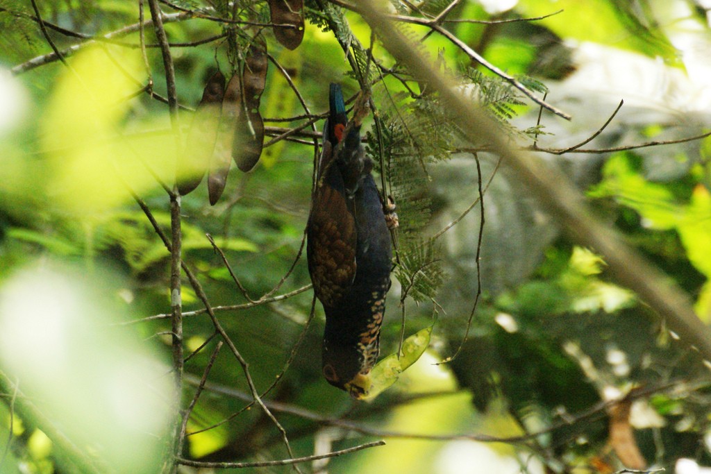 características da maitaca-asa-de-bronze