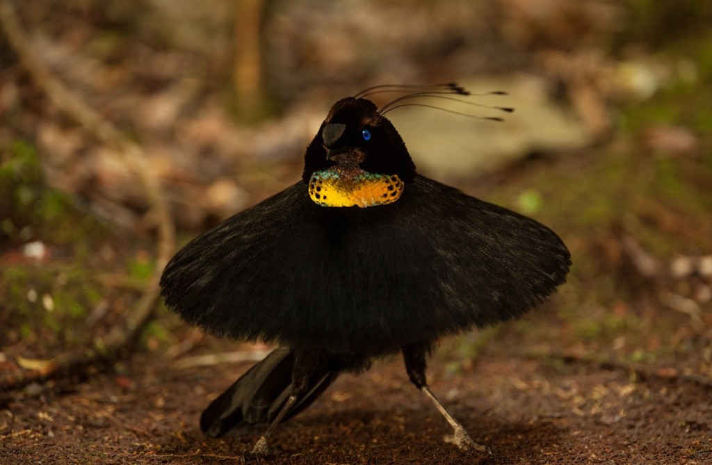 características da parotia-ocidental