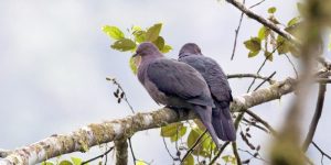 características da pomba-amorgosa