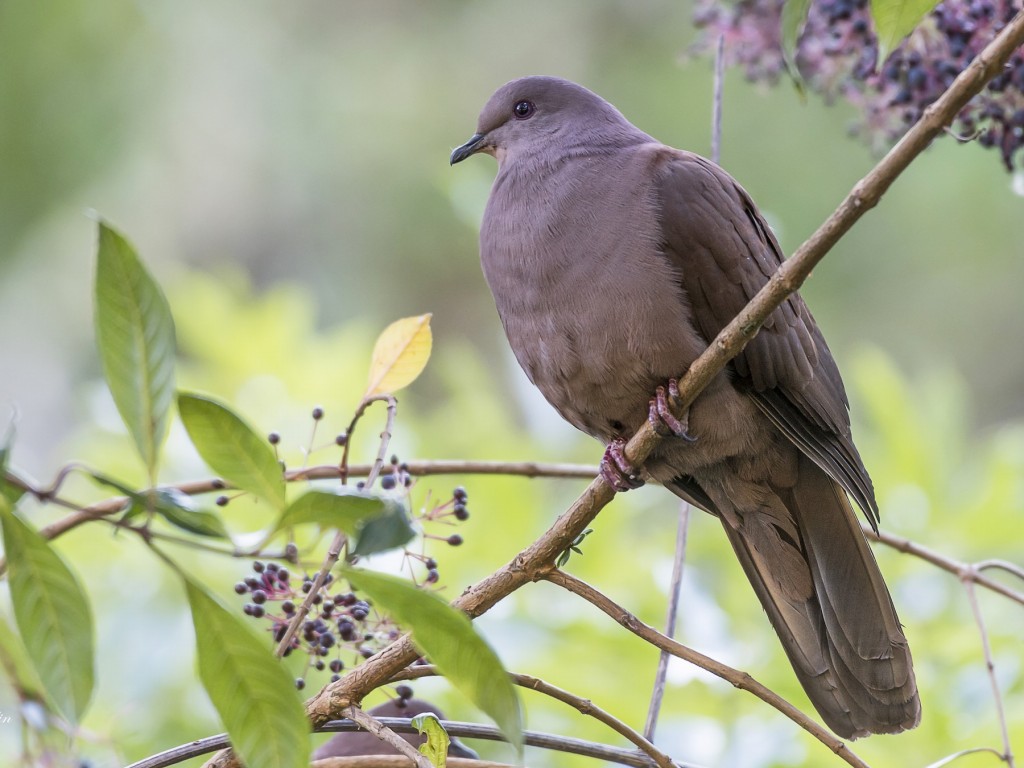 características da pomba-botafogo