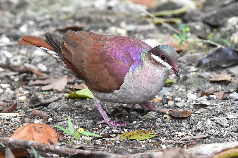 caracteristicas da pomba-codorna roxa