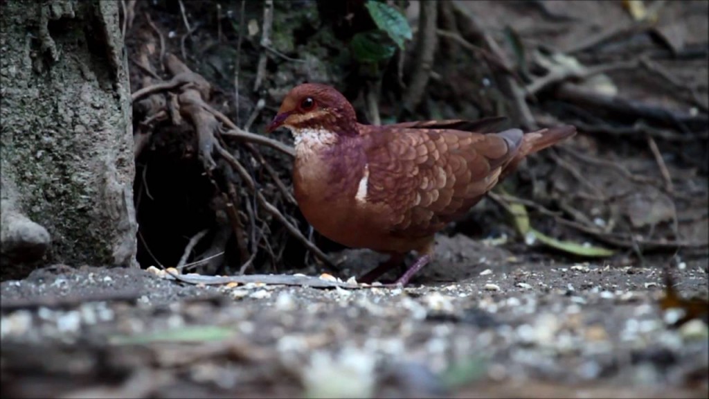 caracteristicas da pomba vermelha