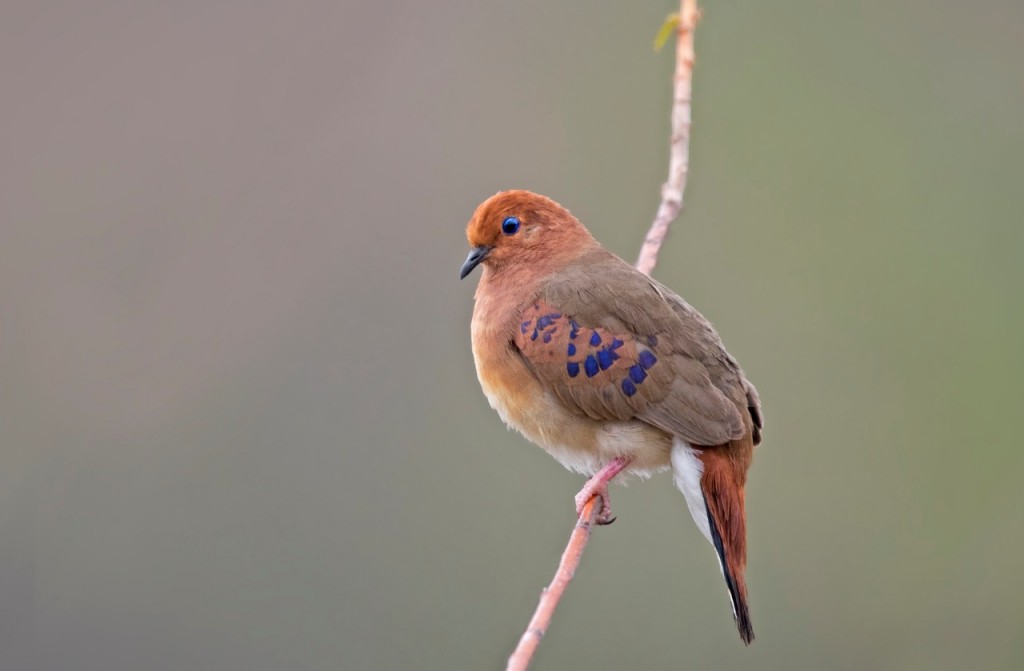 caracteristicas da rolinha-do-planalto