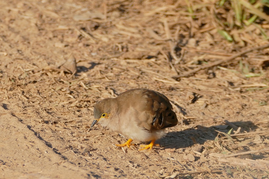 caracteristicas da rolinha-vaqueira