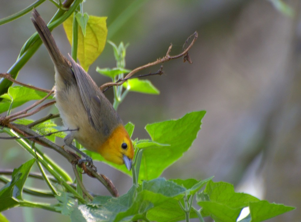 caracteristicas da sai-canario