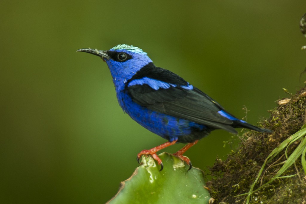 caracteristicas da saira-beija-flor