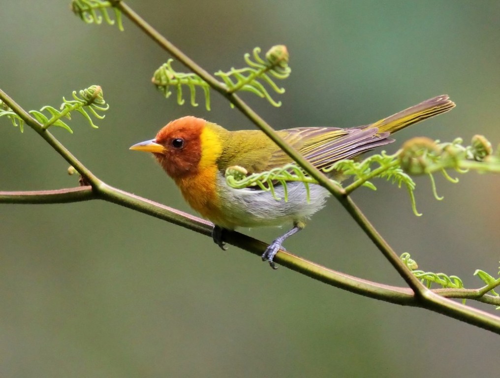 caracteristicas da saira-ferrugem