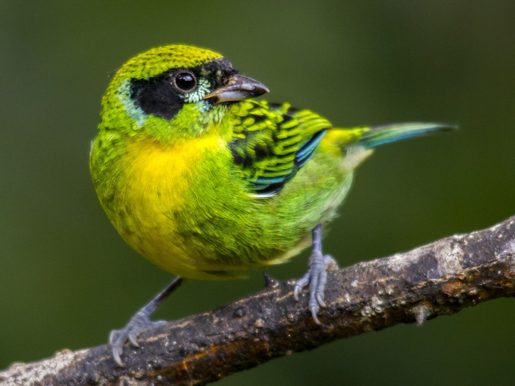 características da saíra-ouro