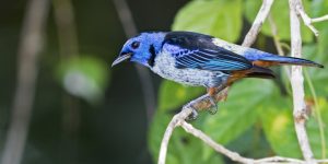 características da saíra-perola