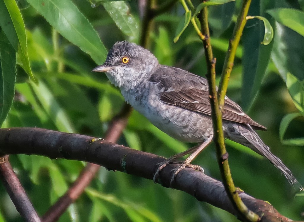 caracteristicas da toutinegra-gaviao