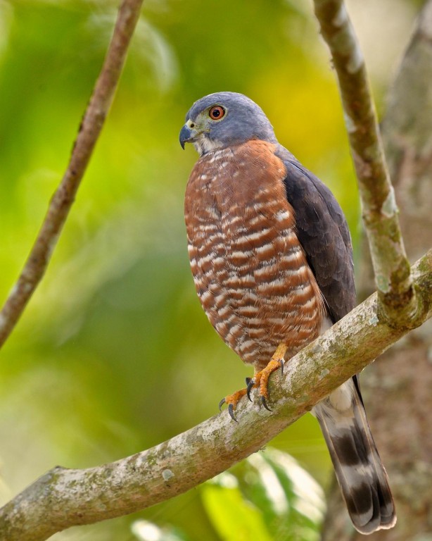 caracteristicas do Gavião-ripina