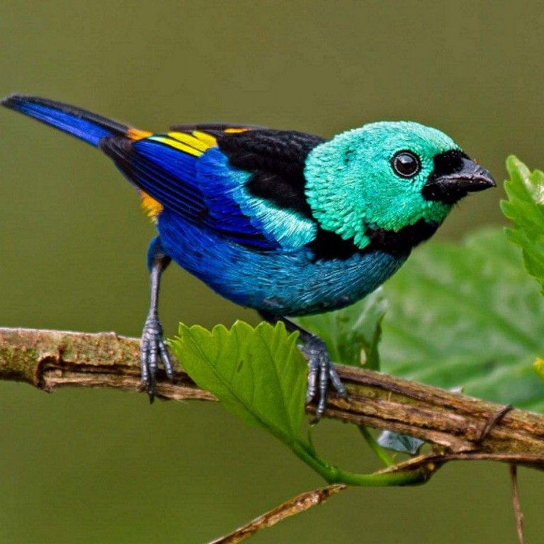 Saíra-pintor: origem, características, reprodução, alimentação e canto | Pássaros