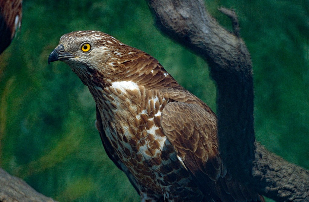 caracteristicas do Tartaranhão-apívoro