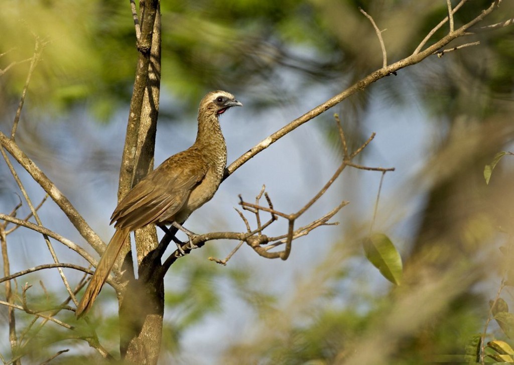 características do aracua-de-sobrancelhas