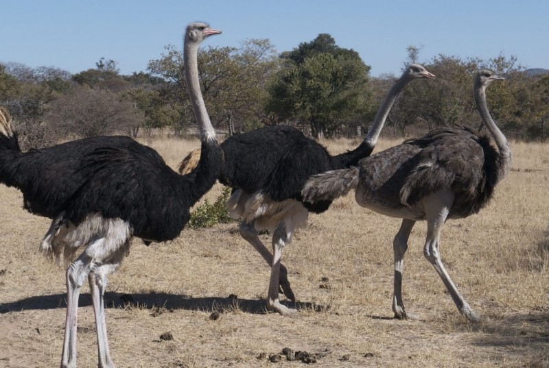 caracteristicas do avestruz-comum