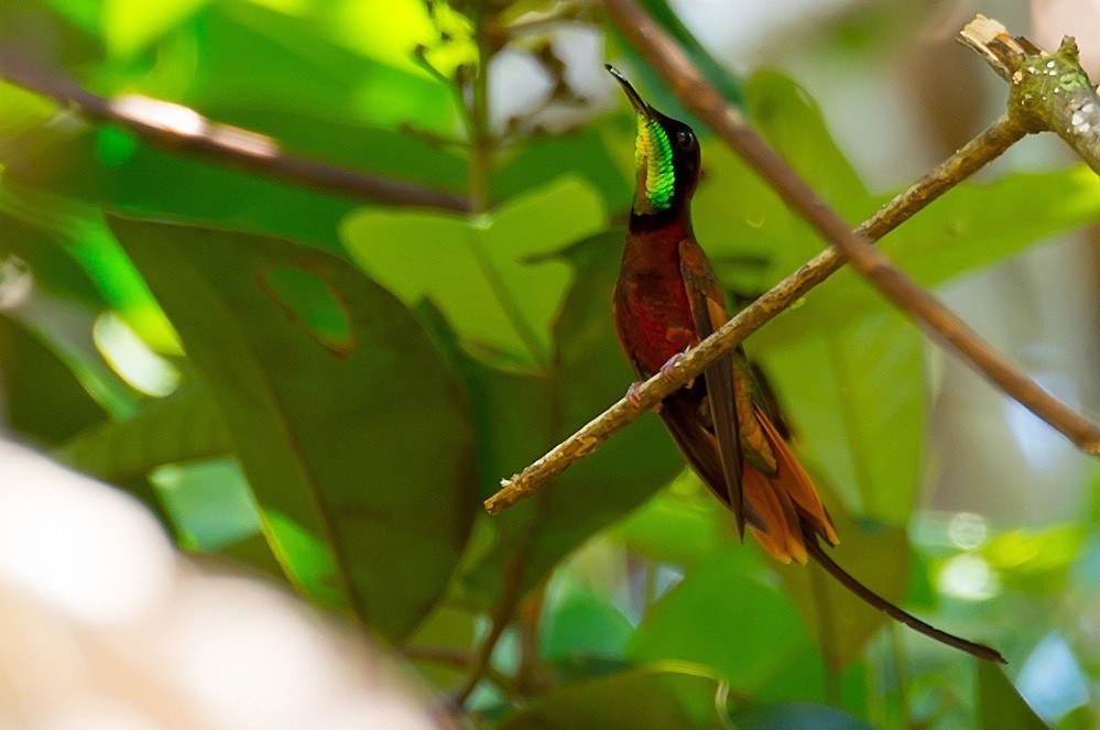 características do beija flor da garganta vermelha