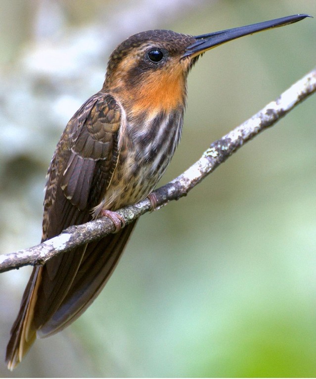 características do beija-flor-rajado