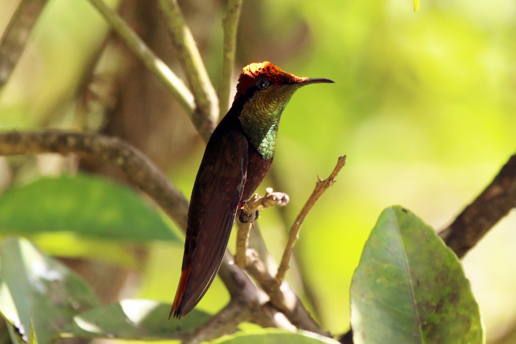 caracteristicas do beija-flor rubi