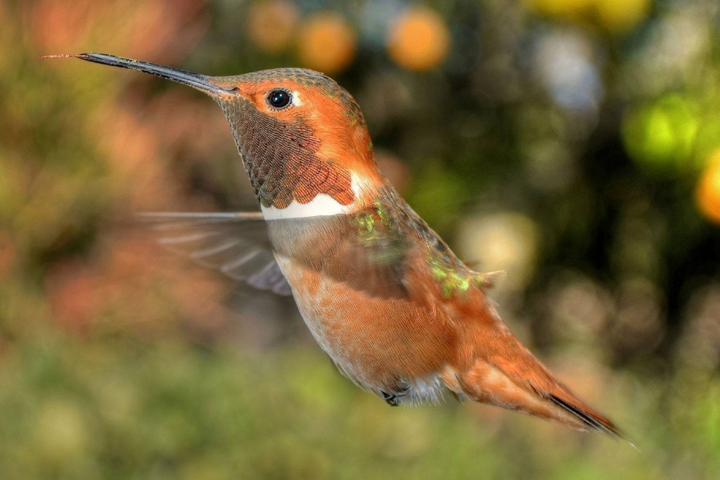 caracteristicas do beija-flor-ruivo