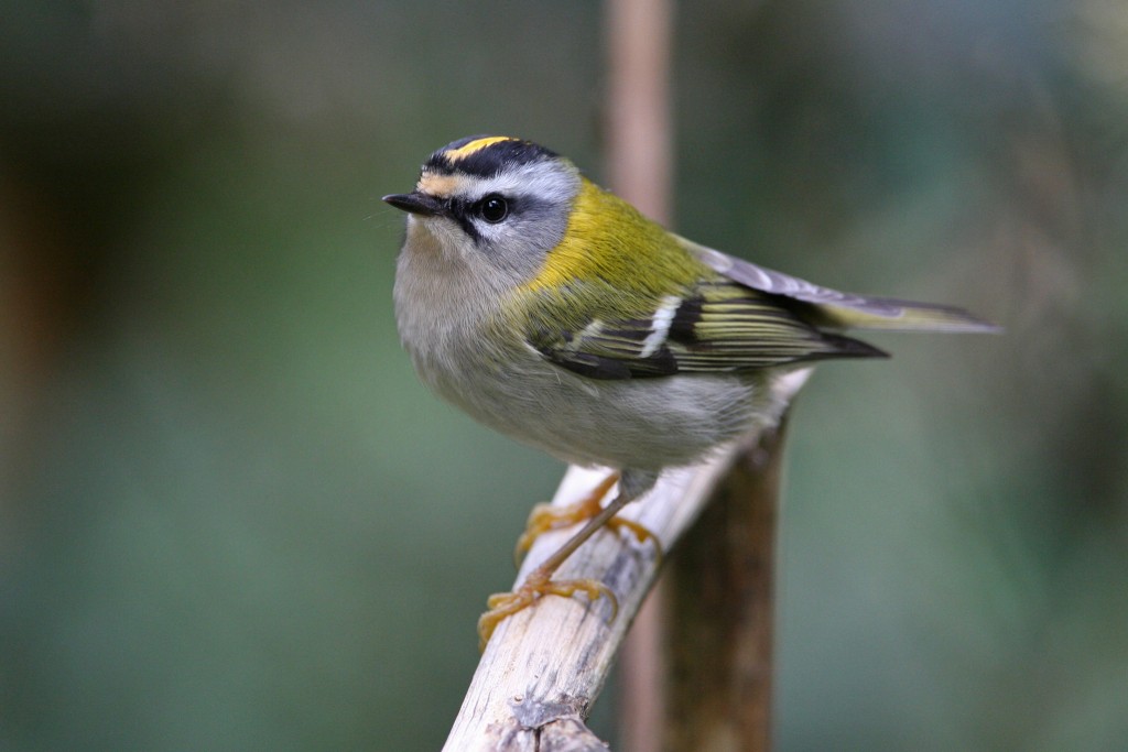 caracteristicas do bisbis comum