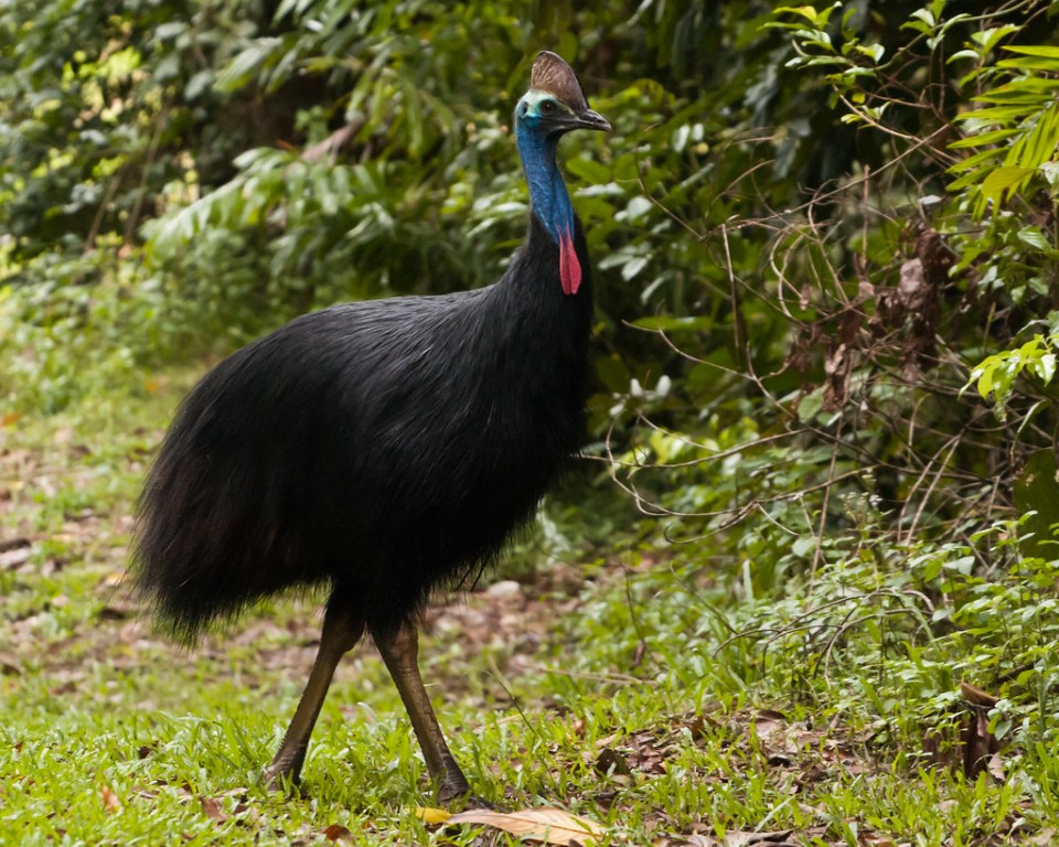 características do casuar-do-sul